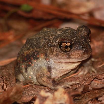eastern spadefoot pic by Anne Devan-Song