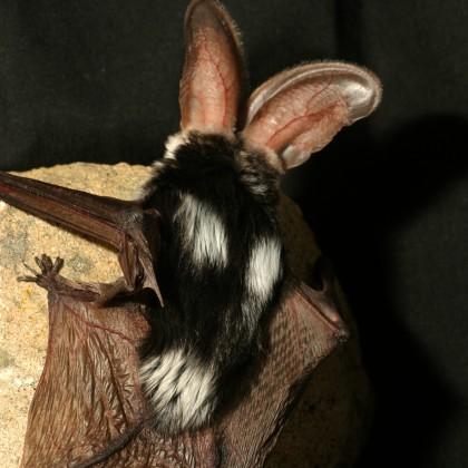 spotted bat