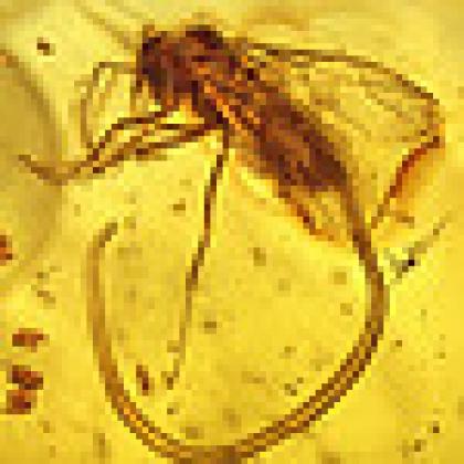 Nematode in amber 