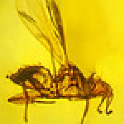 Bat fly in amber