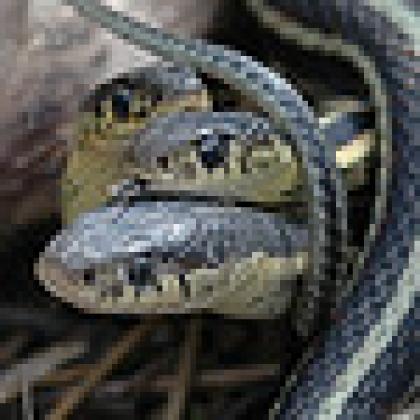 Garter snakes