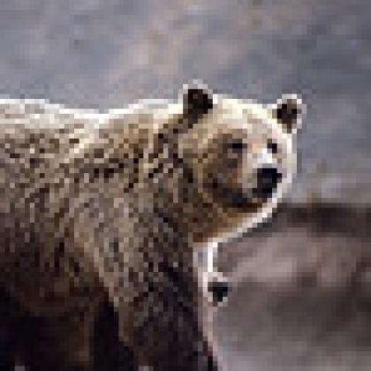 Grizzly bear