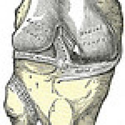 Knee joint