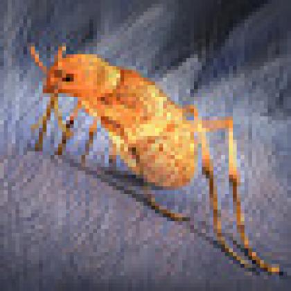 Ancient insect