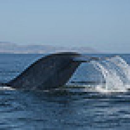 Whale