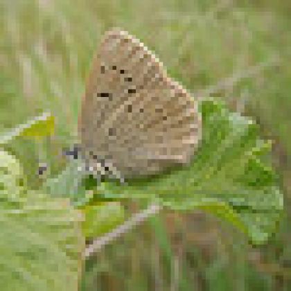 Fender's blue butterfly