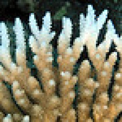 Bleached coral