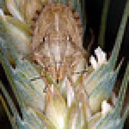 Sunn pest