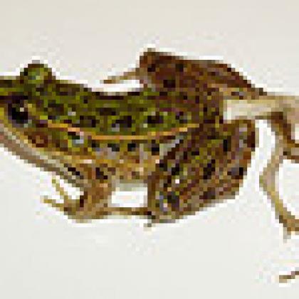 Deformed frog