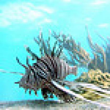 Lionfish
