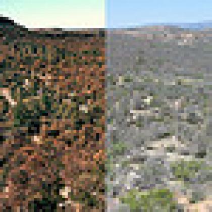 Dying forests
