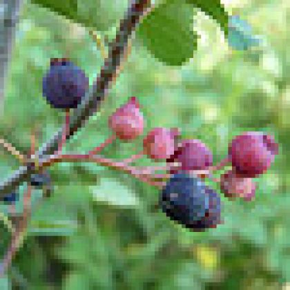 Serviceberries