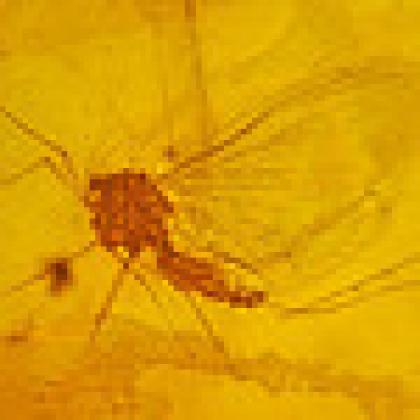 Mayfly