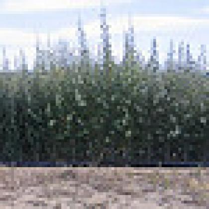 Short trees