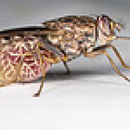tsetse fly