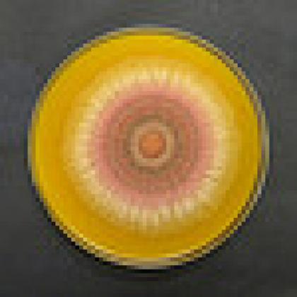 Pigments