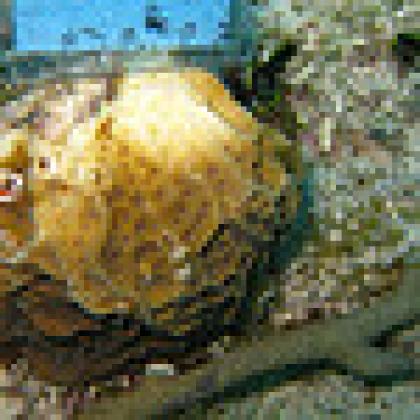 Diseased coral