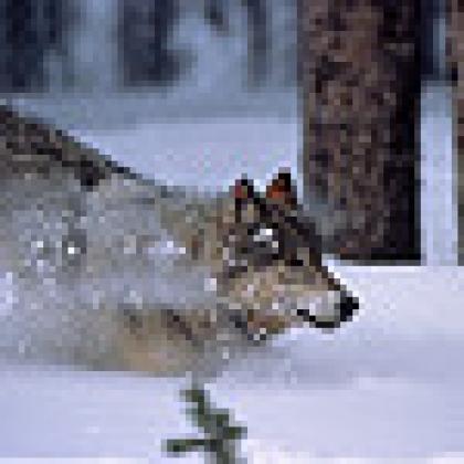 Wolf in Yellowstone