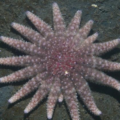 Sunflower sea star, photo by Steve Lonhart