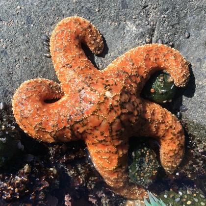 Ochre sea star