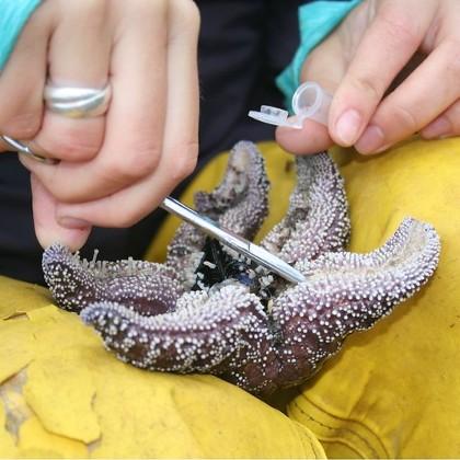 Diseased ochre sea star