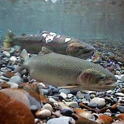 Steelhead
