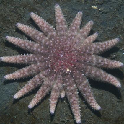 Sea star pic by Steve Lonhart