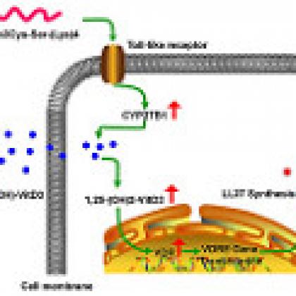 Nanofiber suture diagram