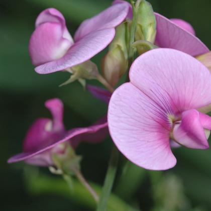sweet pea blossom