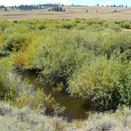 Tall willow thickets on West Blacktail Creek demonstrate the remarkable change that has occurred in some places in northern Yellowstone National Park