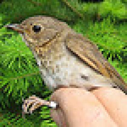 Swainson's thrush