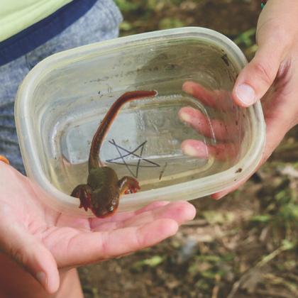 Rough-skinned newt, Get Outdoors Day 2019, photo by Julia Lont