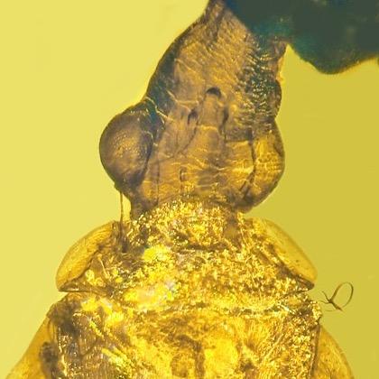 New, extinct species of froghopper described from 100-million-year-old Burmese amber by OSU's George Poinar Jr.