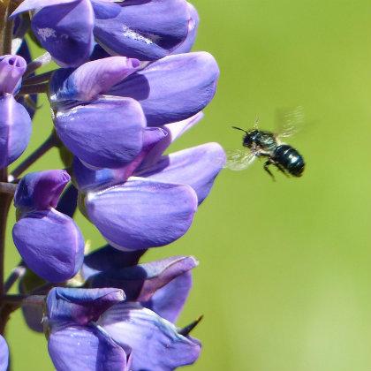 Wild bee