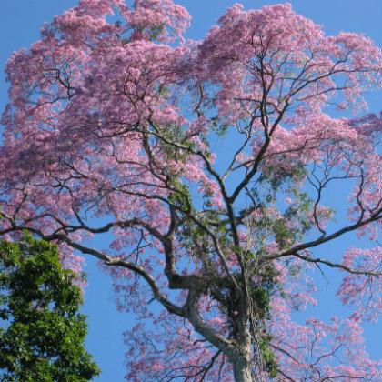 Ipe tree
