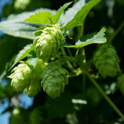 Hops