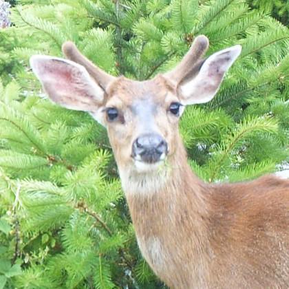 Young blacktail buck