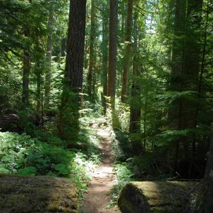 Old growth forest
