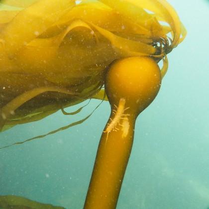 Bull kelp