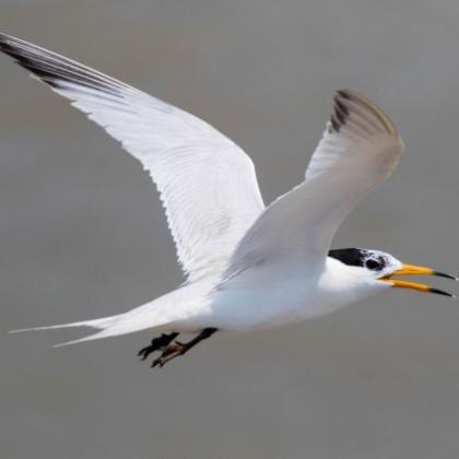 Chinese crested tern