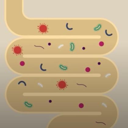 gut microbiome