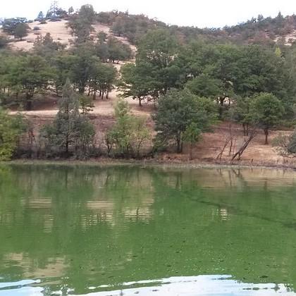 Harmful algal bloom