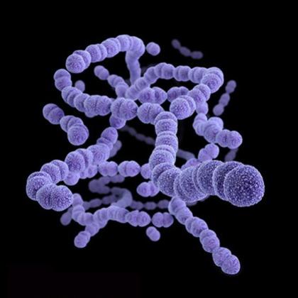 Streptococcus bacteria