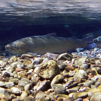 Bull trout