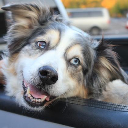 Jewel the sheepdog