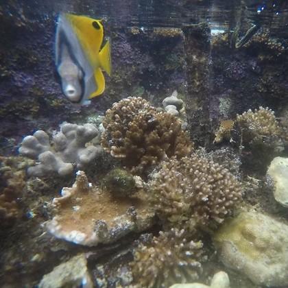 corals under control conditions