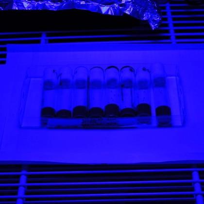 Flies under blue light