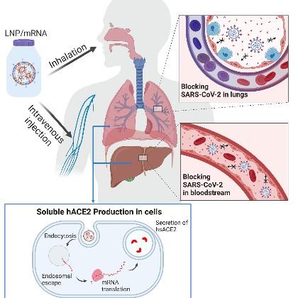 mRNA therapy for COVID-19