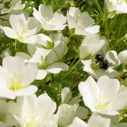 meadowfoam