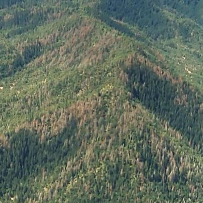 Dead Douglas-fir trees in the Applegate Valley area of Oregon's Klamath Mountains. Photo by Bob Schroeder, U.S. Forest Service.